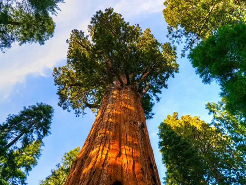 Sequoia